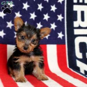 Donny, Yorkie Puppy